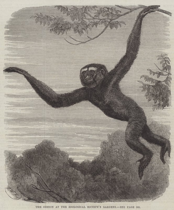 Gibbonen ved Zoological Society