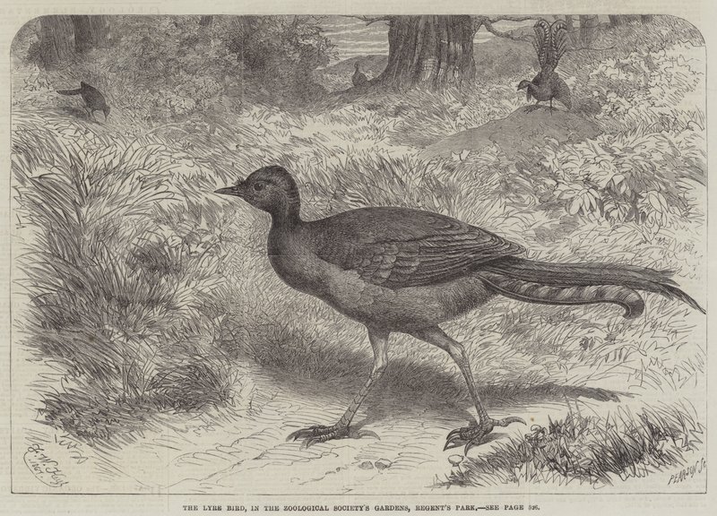 The Lyre Bird, i Zoological Society