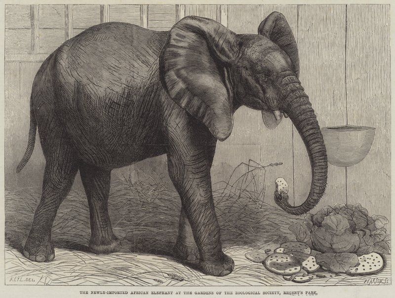 Den nylig importerte afrikanske elefanten i Gardens of the Zoological Society, Regent