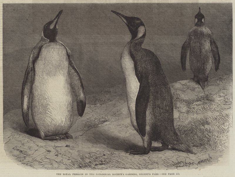 The Royal Penguin i Zoological Society