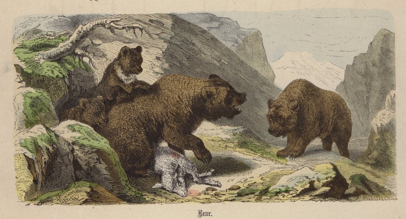 Bjørn (farget gravering) av Friedrich Specht