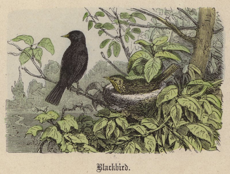 Blackbird (farget gravering) av Friedrich Specht