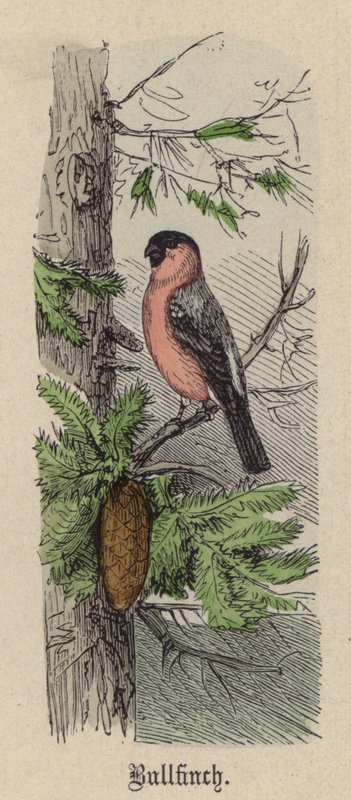 Bullfinch (farget gravering) av Friedrich Specht