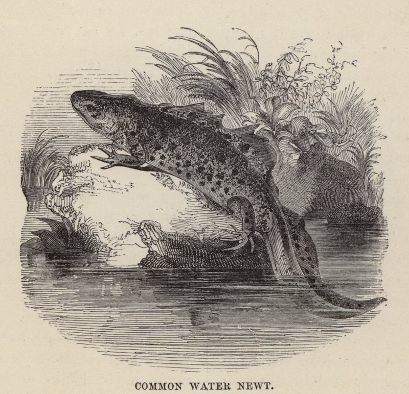 Vannsalamander (gravering) av Friedrich Specht