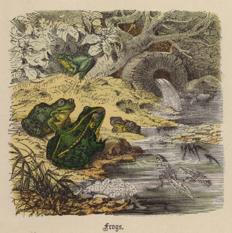 Frosker (farget gravering) av Friedrich Specht
