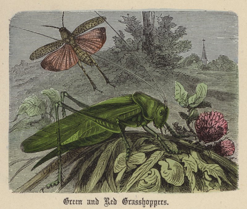 Grønne og røde gresshopper (farget gravering) av Friedrich Specht