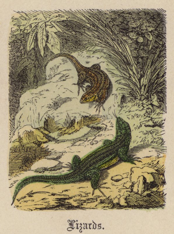 Øgler (farget gravering) av Friedrich Specht