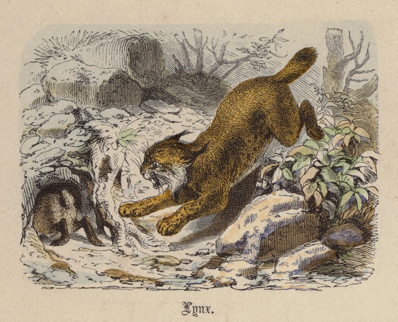 Lynx (farget gravering) av Friedrich Specht