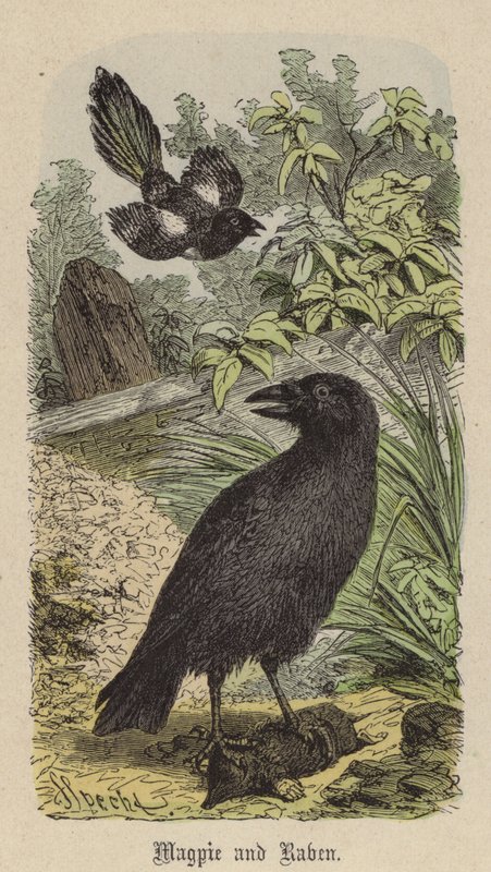 Magpie and Raven (farget gravering) av Friedrich Specht