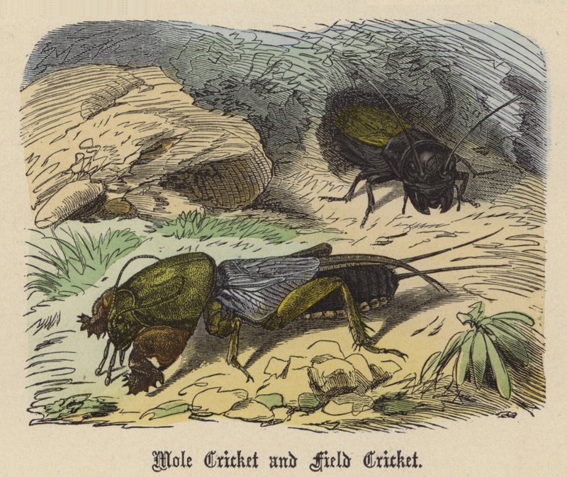 Mole Cricket og Field Cricket (farget gravering) av Friedrich Specht
