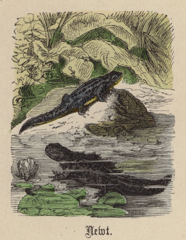 Newt (farget gravering) av Friedrich Specht