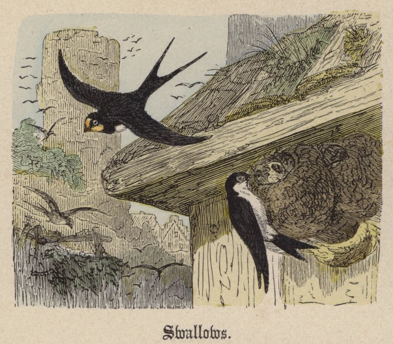 Svaler (farget gravering) av Friedrich Specht