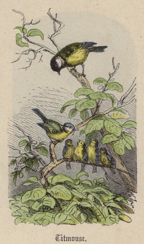 Meiser (farget gravering) av Friedrich Specht