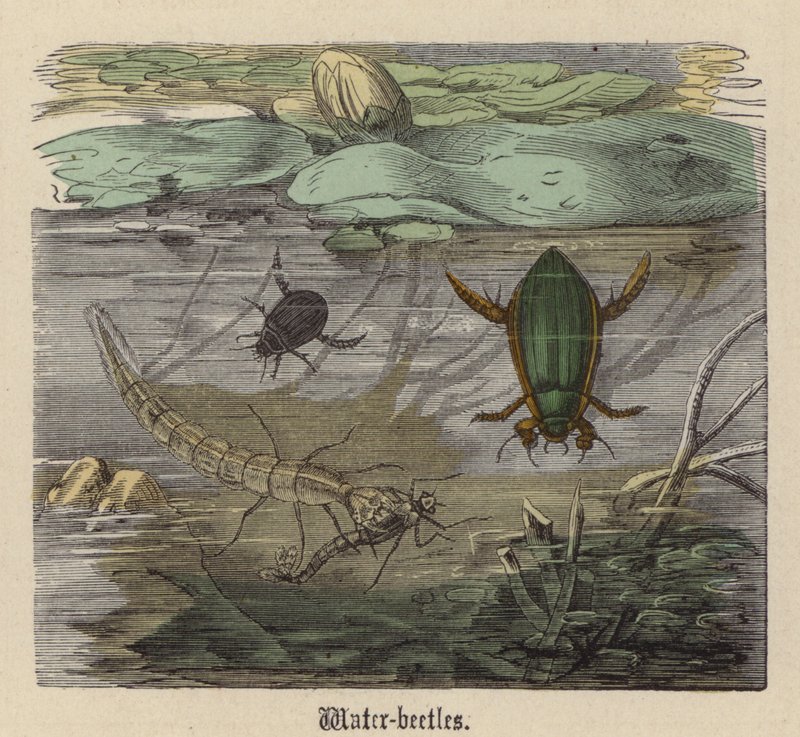 Vannbiller (farget gravering) av Friedrich Specht