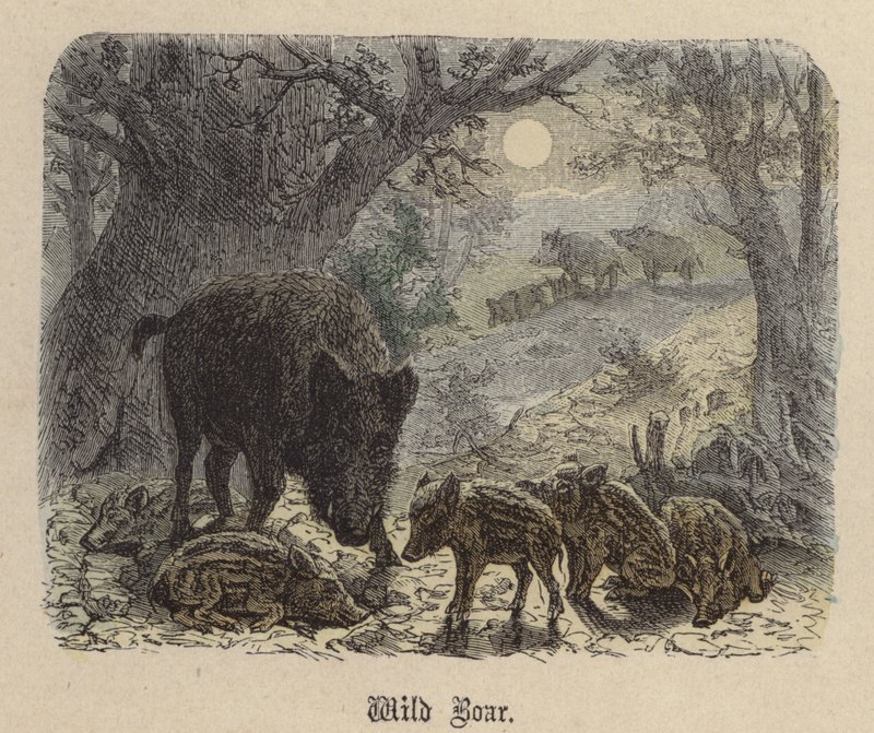 Villsvin (farget gravering) av Friedrich Specht