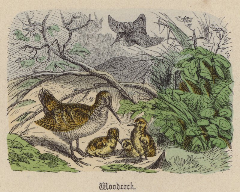 Woodcock (farget gravering) av Friedrich Specht