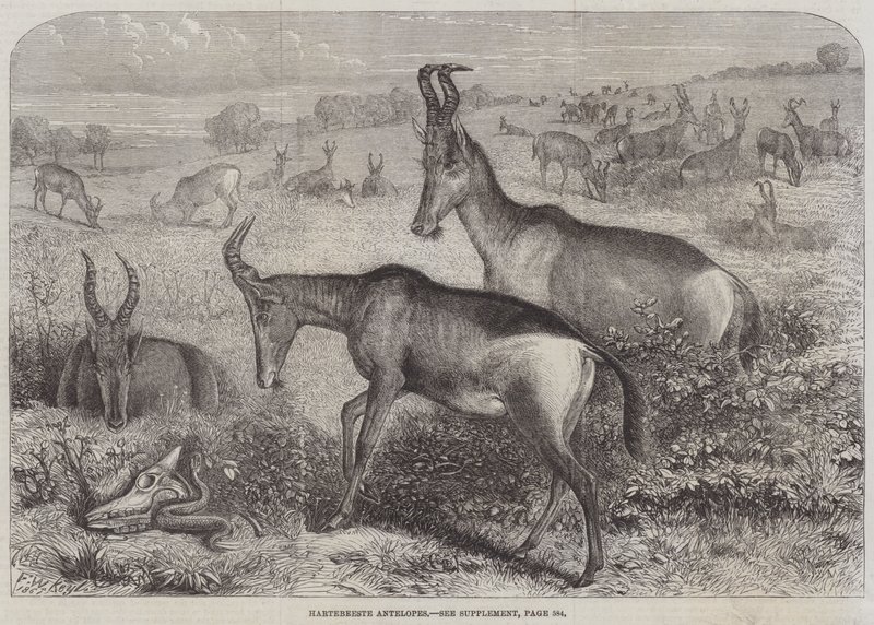 Hartebeest antilope av Friedrich Wilhelm Keyl