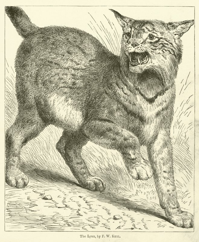 Lynxen (gravering) av Friedrich Wilhelm Keyl