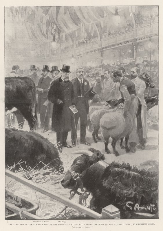 Kongen og prinsen av Wales på Smithfield Club Cattle Show, 9. desember, Hans Majestet inspiserer Champion Sau av G.S. Amato