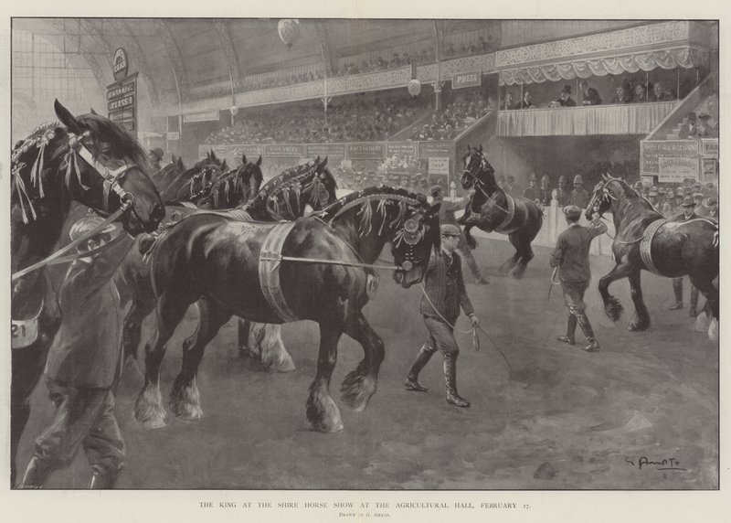 Kongen på Shire Horse Show i Landbrukshallen, 27. februar av G.S. Amato