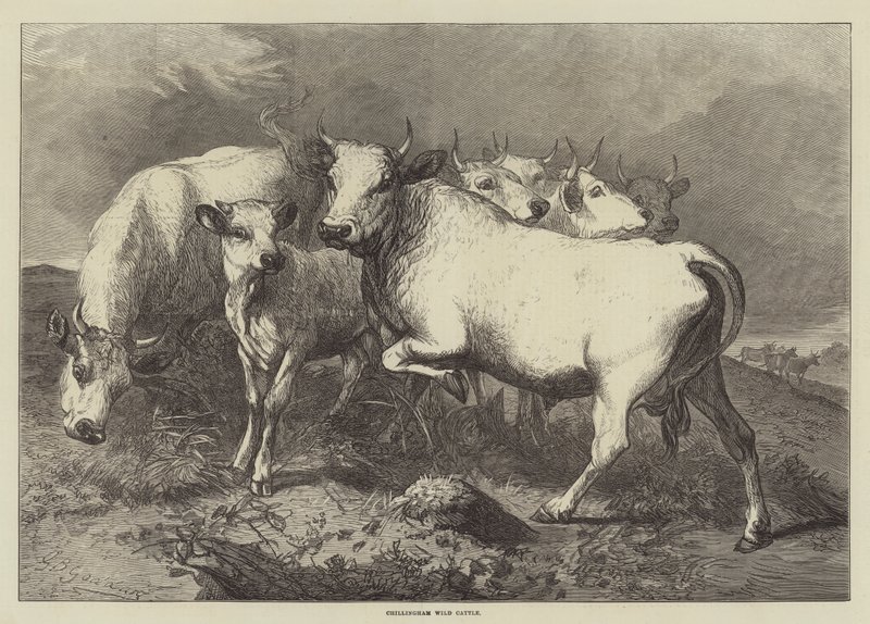 Chillingham villfe av George Bouverie Goddard