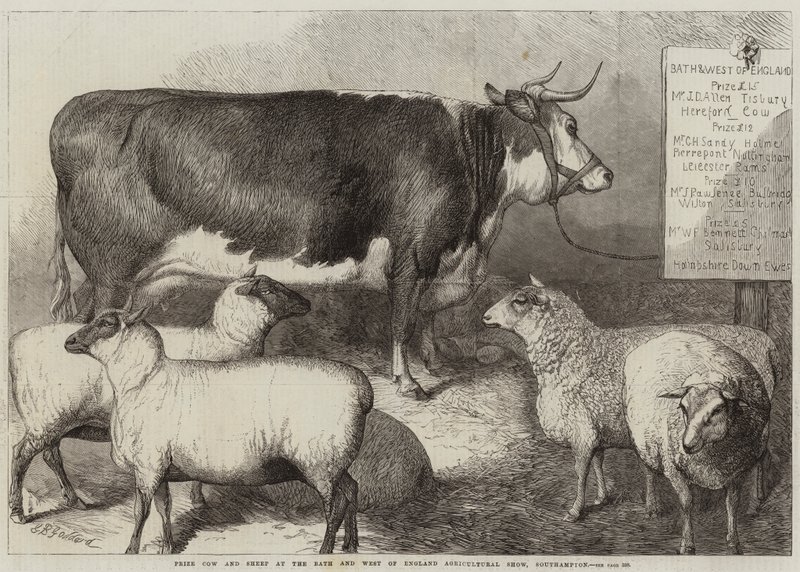 Premie ku og sau på Bath and West of England Agricultural Show, Southampton av George Bouverie Goddard