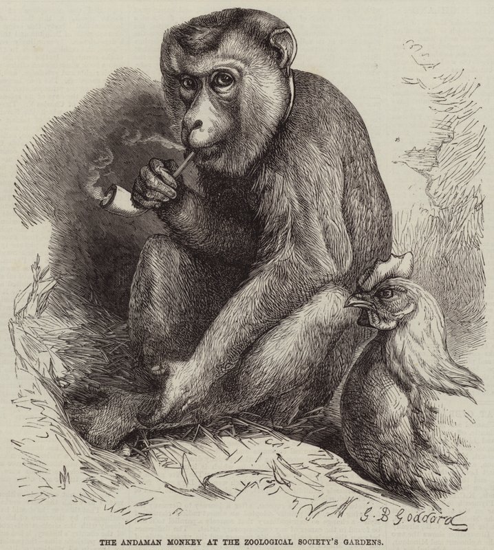 Andaman-apen ved Zoological Society
