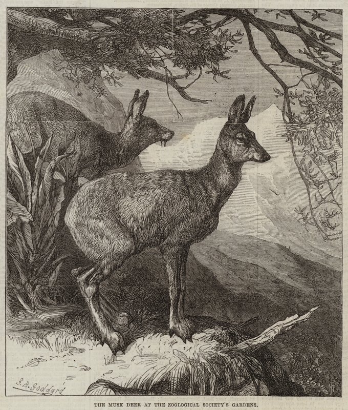 Moskushjorten ved Zoologisk Forenings hager av George Bouverie Goddard