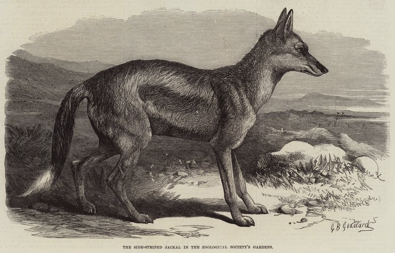 Den sidestripete sjakalen i Zoologisk Forenings hager av George Bouverie Goddard