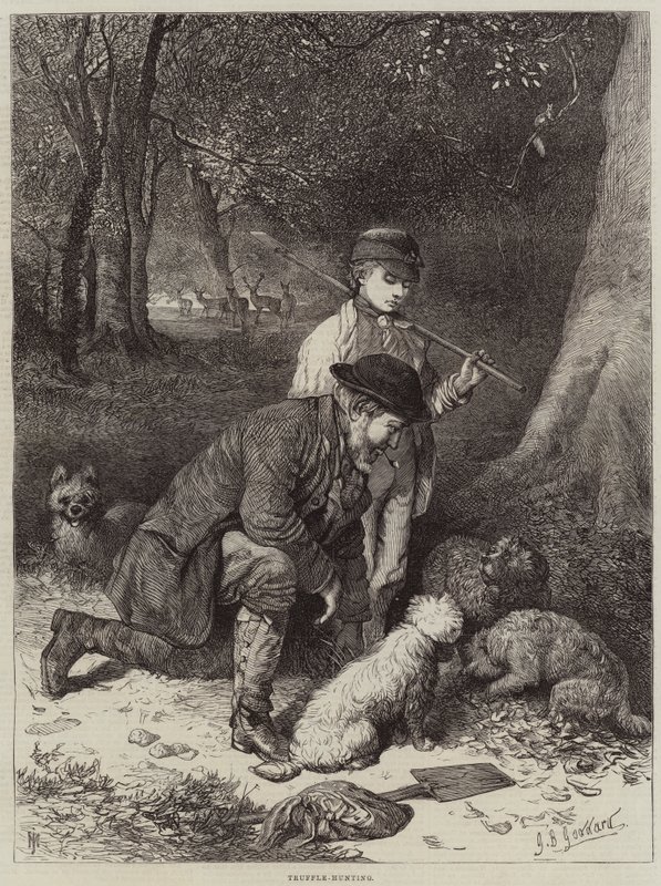 Trøffeljakt av George Bouverie Goddard
