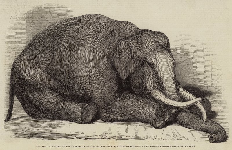 The Dead Elephant at the Gardens of the Zoological Society, Regent's-Park av George Landseer