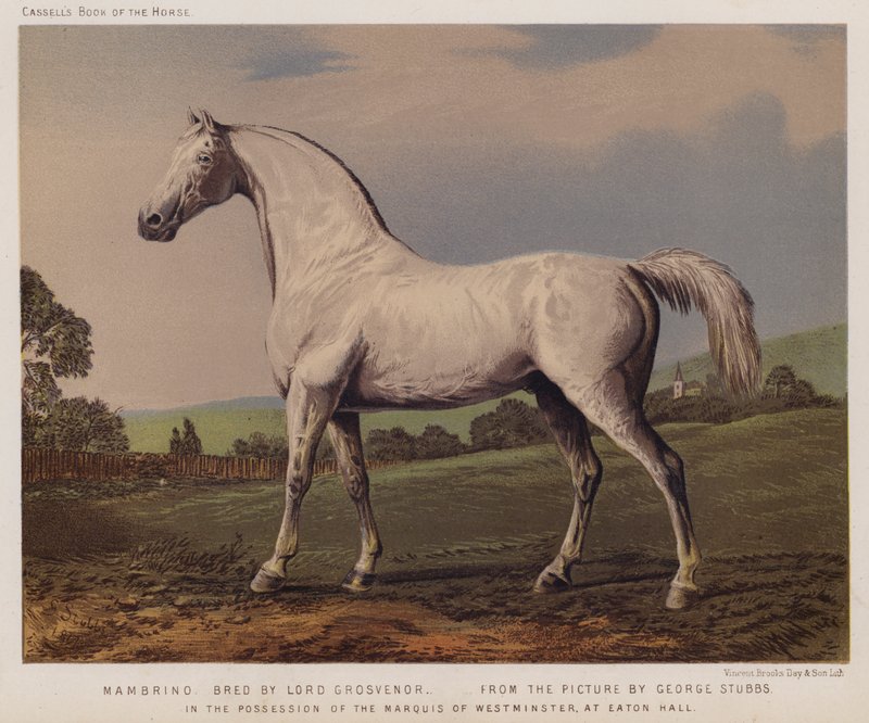 Nambrino, oppdrettet av Lord Grosvenor, i besittelse av markisen av Westminster, i Eaton Hall (farge litho) av George (after) Stubbs