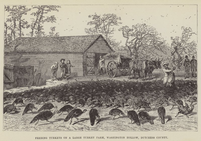 Mate kalkuner på en stor kalkunfarm, Washington Hollow, Dutchess County av George Augustus Sala