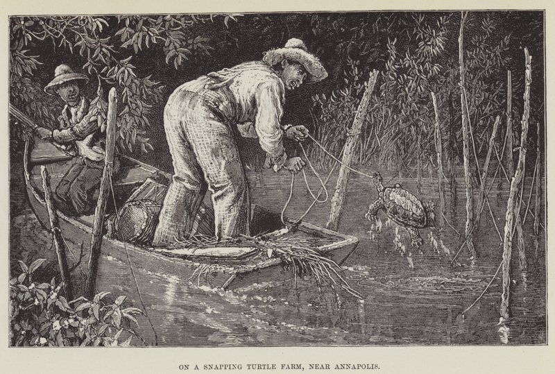 På en skilpaddefarm, nær Annapolis av George Augustus Sala