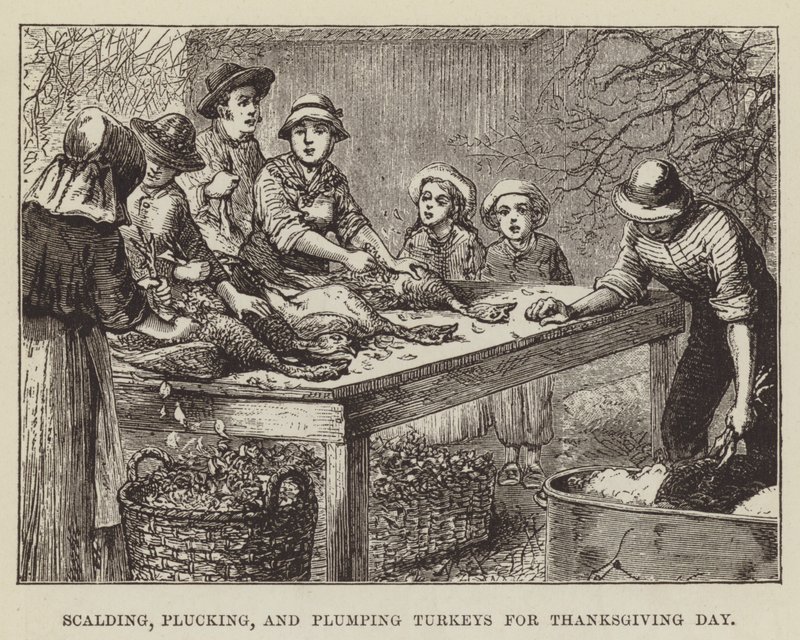 Kalkuner skålding, plukking og plumping til Thanksgiving Day av George Augustus Sala
