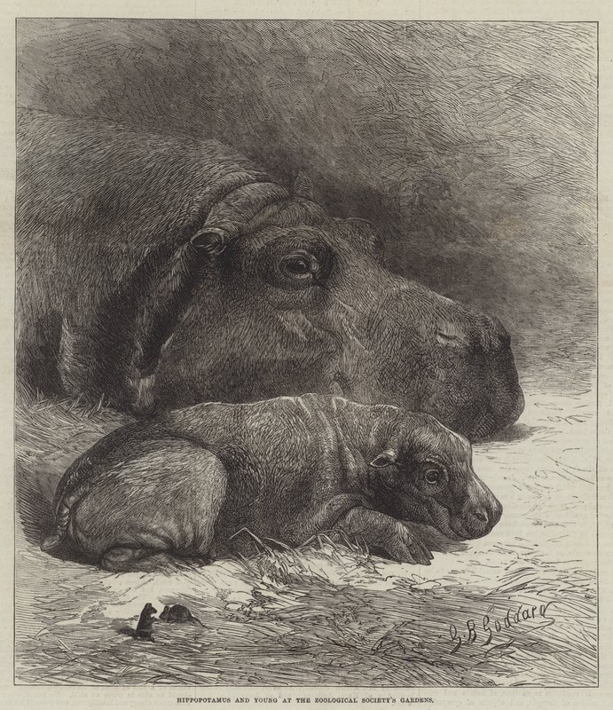 Flodhest og ung ved Zoological Society's Gardens av George Bouverie Goddard