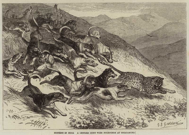 Jakt i India, en leopardjakt med revehunder ved Ootacamund av George Bouverie Goddard