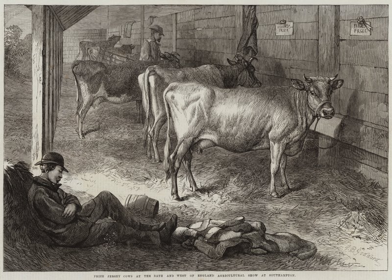 Premie Jersey-kyr på Bath and West of England Agricultural Show i Southampton av George Bouverie Goddard