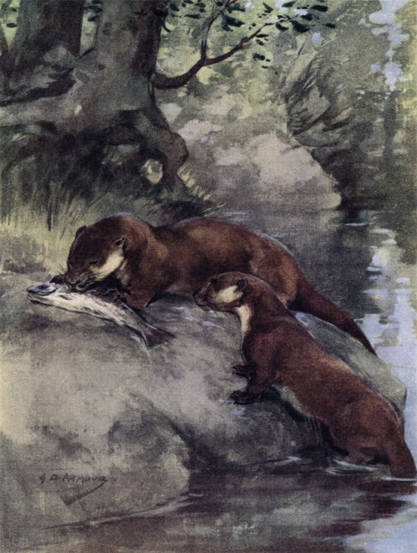 De etterlot en bonnie grilse på skarpen (farge litho) av George Denholm Armour
