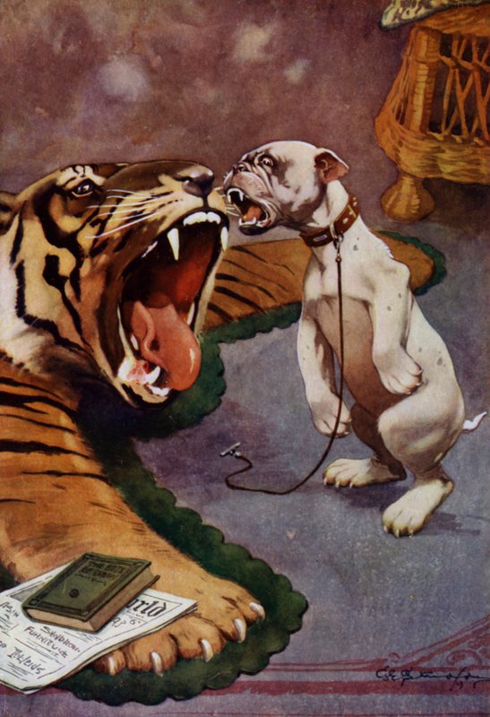 Tiger, Tiger - hund bjeffer på tigerteppet (farge litho) av George Ernest (after) Studdy