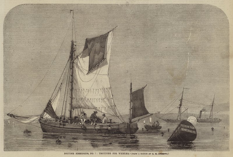 British Fisheries, nr. 7, trav for Whelks av George Henry Andrews