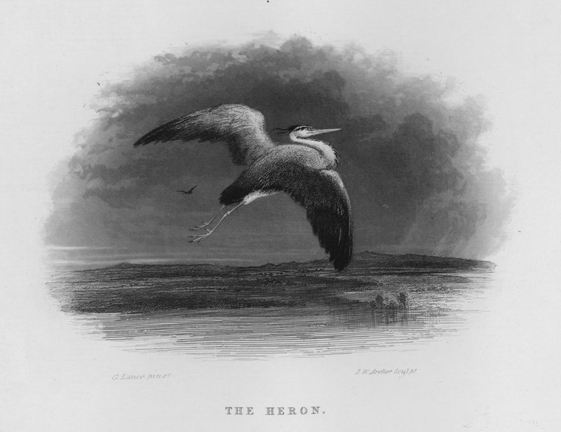 The Heron (gravering) av George Lance