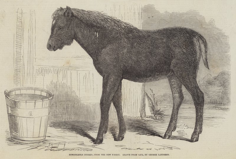 Bemerkelsesverdig hybrid, fra New Forest av George Landseer