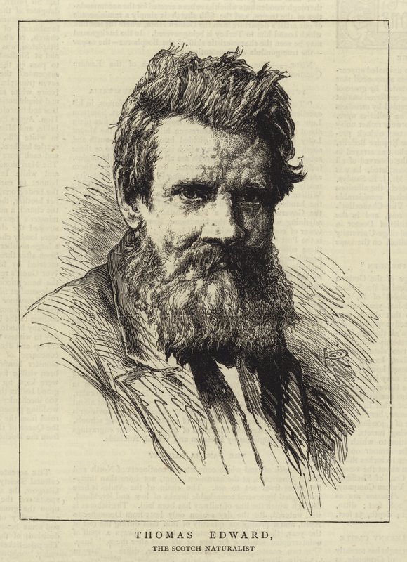 Thomas Edward av George Reid