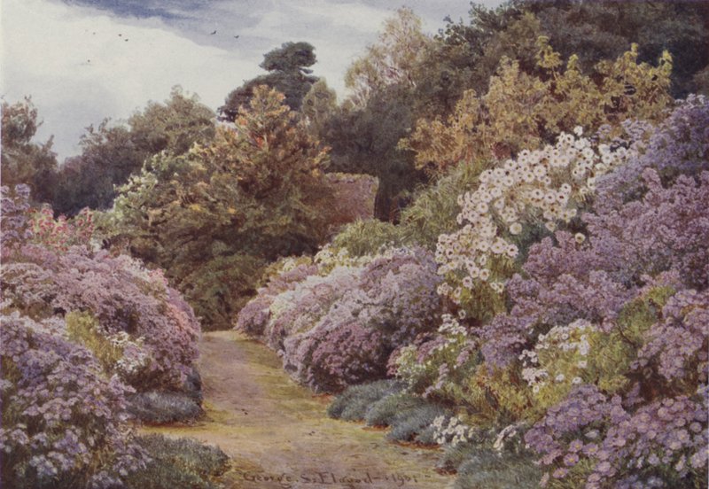 Michaelmas Daisies, Munstead Wood av George Samuel Elgood