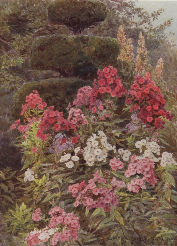 Phlox av George Samuel Elgood