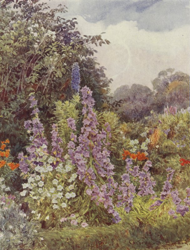 Lilla Campanula av George Samuel Elgood