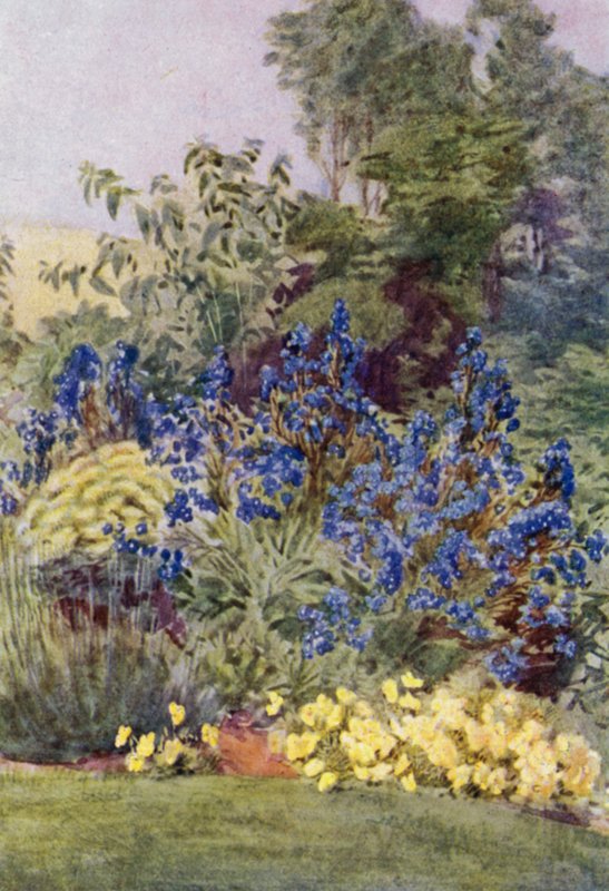 Anchusa Italica Dropmore-varianten, Dropmore Alkanet, med Clematis recta og Violas (farge litho) av George Soper