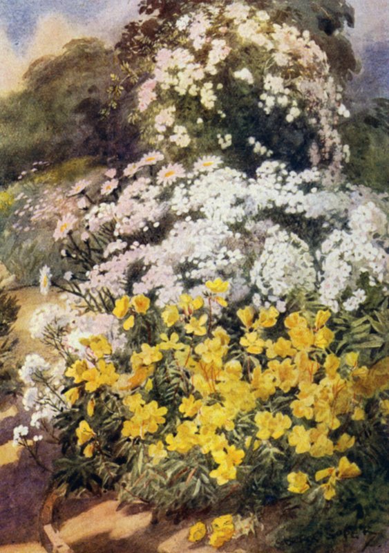 Oenothera Fruticosa Youngii, en av de beste nattlympene, med bakgrunn av hvite flokser, Achillea Ptarmica og Shasta tusenfryd (farge litho) av George Soper
