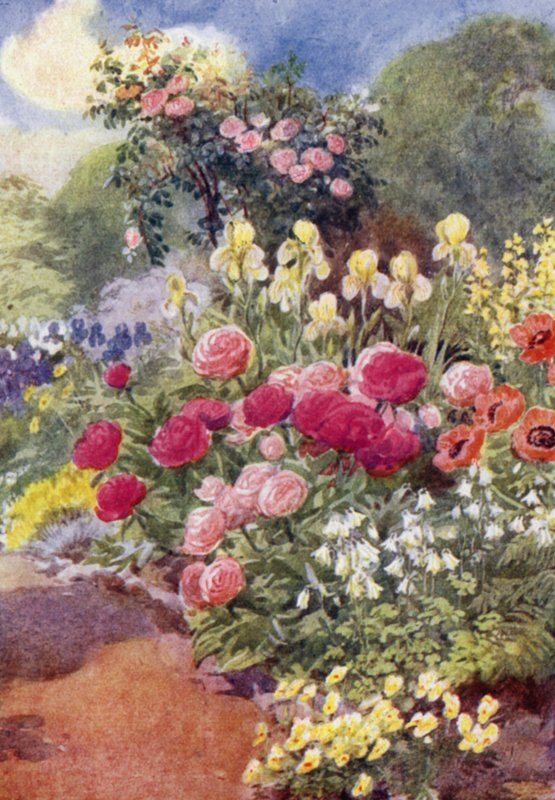 Paeonies, med Columbines, Yellow iris og Thermopsis (farge litho) av George Soper